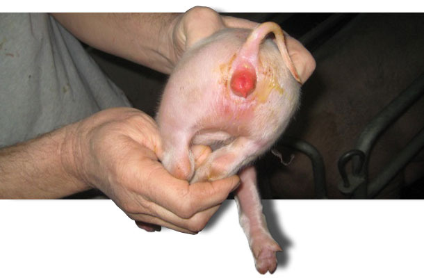 rougeur vulvaire typique causée par la zéaralénone pendant la lactation avec diarrhée due à des coliformes.