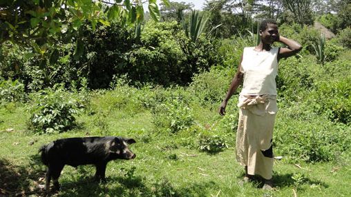 Porc en extensif attaché à un arbre pour éviter des dommages aux cultures proches à Homa Bay – Kénya