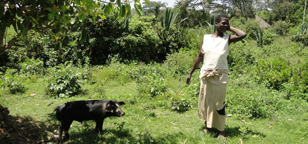 Porc en extensif attaché à un arbre pour éviter des dommages aux cultures proches à Homa Bay – Kénya
