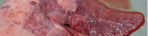  Pneumonie catarrhale dans la zone cranio-ventrale après une infection expérimentale par M. hyopneumoniae.