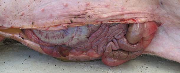 Congestion vasculaire dans l'intestin grêle et le gros intestin