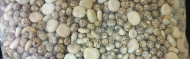 Mélange de lupins australiens et nationaux