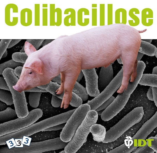 Colibacillose