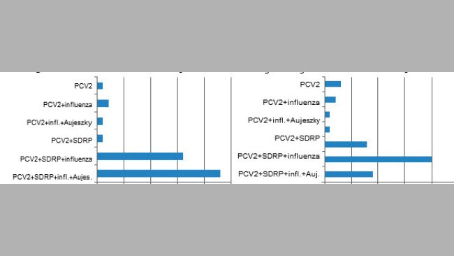 Coséropositivité chez le porc