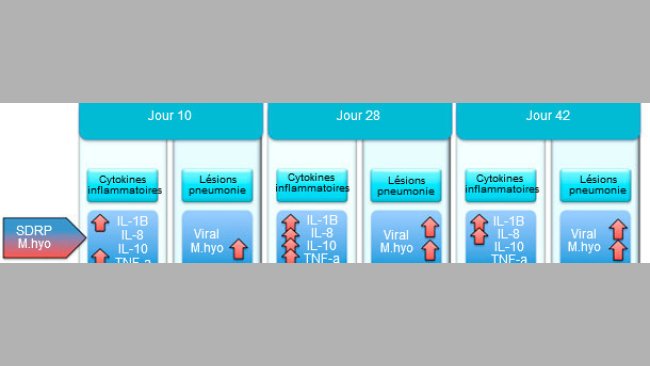 Niveaux de cytokines pro-inflammatoires et lésions pulmonaires sur des porcs infectés par M. hyo et le SDRP