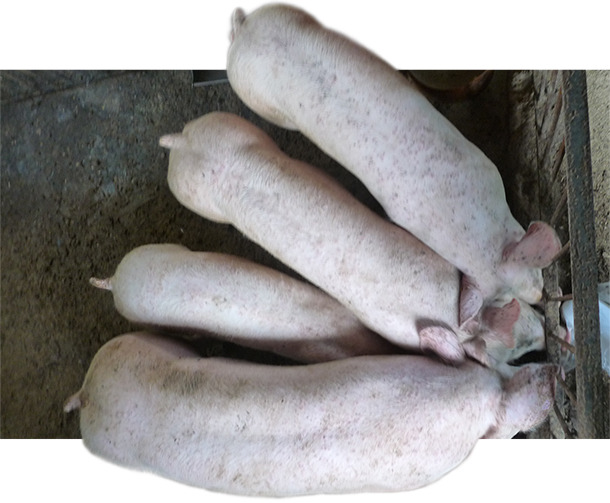 Il est normal de trouver des porcs avec des poids hétérogènes dans les élevages touchés par MS-PCV2 et PCV2-SI