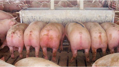 Mangeoire large de 2,13 m avec douze &laquo; places &raquo;, double face avec des porcs marqu&eacute;s (de presque 136 kg) qui partiront imm&eacute;diatement &agrave; l&rsquo;abattoir apr&egrave;s la photo faite