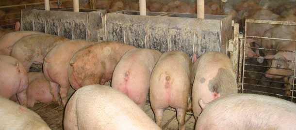 Mangeoire large de 1,83 m avec 10 places, double face, 2-3 semaines avant de vendre le premier porc