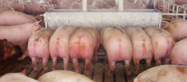 Mangeoire large de 2,13 m avec douze « places », double face avec des porcs marqués (de presque 136 kg) qui partiront immédiatement à l’abattoir après la photo faite