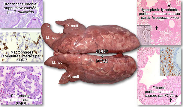 Poumons d’un porc atteint par le PRDC