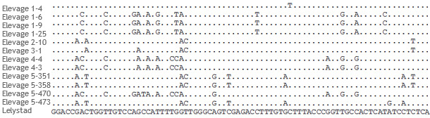 Fragments d'alignement de séquences ORF5 de souches de SDRPv de 5 élevages différents