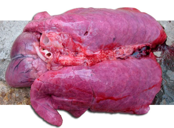Œdème pulmonaire grave d’un porc mort atteint par le HP-SDRPv