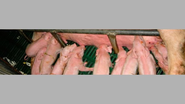 Portée de porcelets