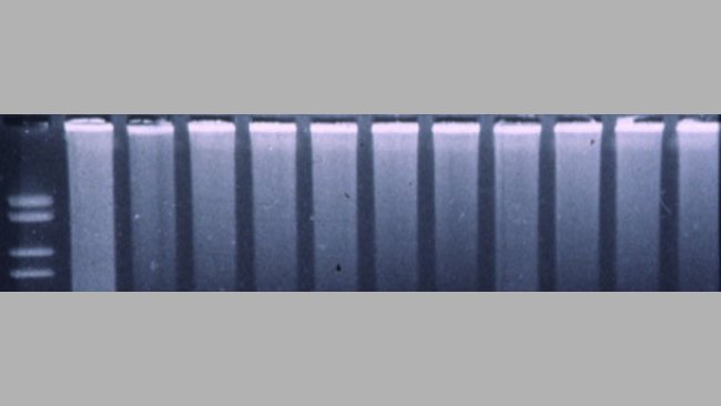 PCR fluorogénique pour détecter le SDRPv.