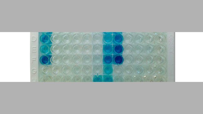 Photographie d’une plaque IDEXX ELISA X3 qui montre des résultats positifs (couleur bleue) et négatifs (incolore)
