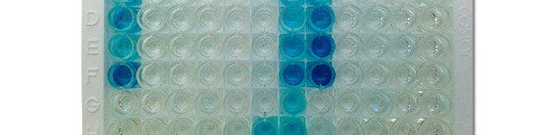 Photographie d’une plaque IDEXX ELISA X3 qui montre des résultats positifs (couleur bleue) et négatifs (incolore)