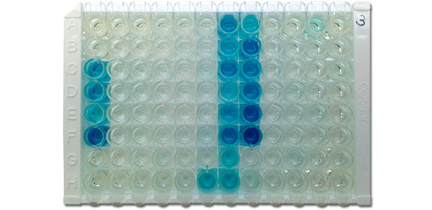 Photographie d’une plaque IDEXX ELISA X3 qui montre des résultats positifs (couleur bleue) et négatifs (incolore)