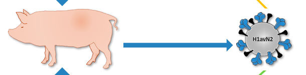 Origine du virus H1avN2 d&eacute;crit au Danemark et en France