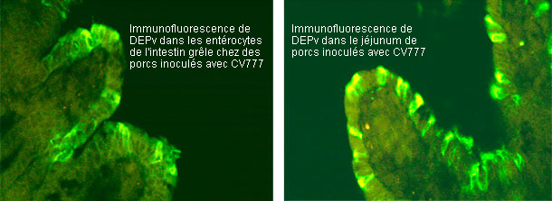 Immunofluorescence du vDEP chez des porcs inoculés avec CV777
