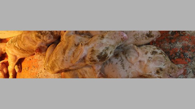 Diarrhée sévère, déshydratation et forte mortalité chez les porcelets