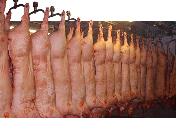 Beaucoup de caractères de la carcasse et de la viande ont une héritabilité de modérée à élevée et on peut les améliorer facilement par sélection.