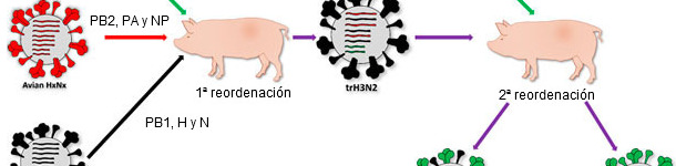 Origine de la souche qui a causé la pandémie de 2009 H1N1pdm