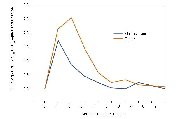 Résultats de la qRT-PCR dans le sérum et les FO face au virus du SRRP par semaine après l'inoculation.