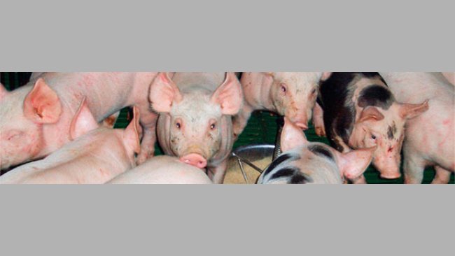 Poids élevé des porcelets au sevrage