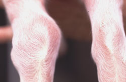 Gonflement modéré d'une des articulations tarsienne chez un porc atteint de maladie de Glässer. A l'ouverture de l'articulation, on observe généralement une arthrite fibrineuse.
