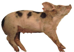 Porc en décubitus latéral dû à des symptômes nerveux (nystagmus, extension des extrêmités et opistootonos) dans le cas d'une ménigité causée par Haemophilus parasuis.