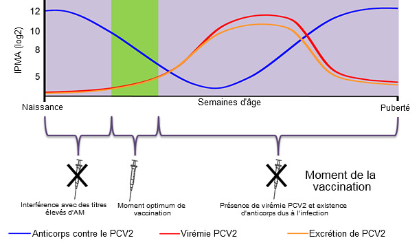 Détermination du moment optimum pour la vaccination des porcelets contre le PCV2
