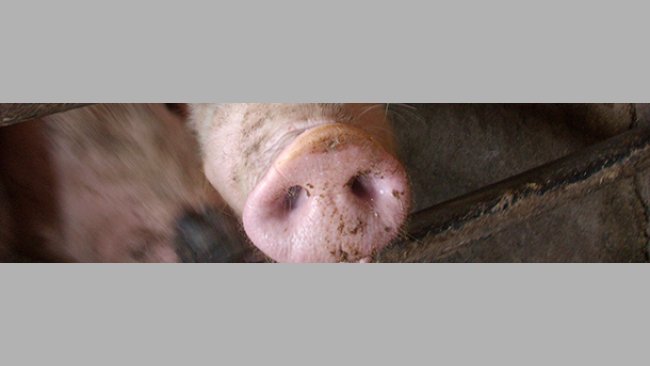 Impact de la grippe porcine sur la production