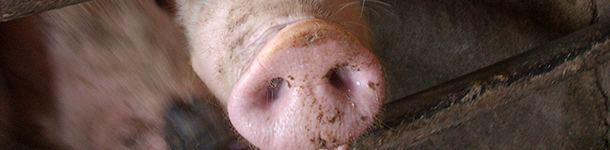 Impact de la grippe porcine sur la production