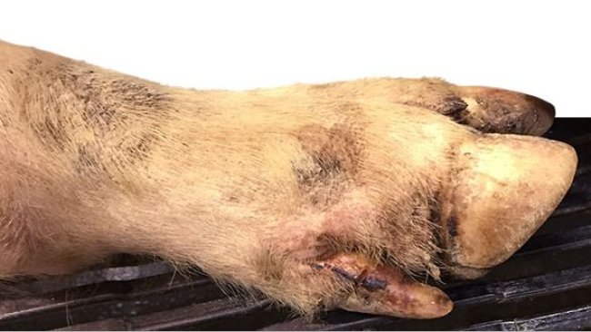 On détecte quelques petites lésions interdigitées, sur les coussinets plantaires et sur les bandes coronaires