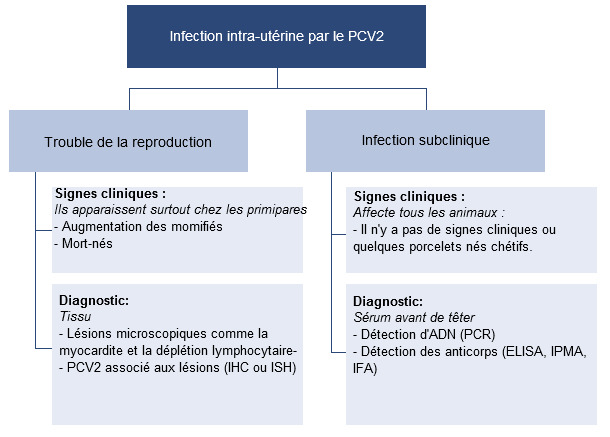 Effets de l'infection intra-utérine par le PCV2