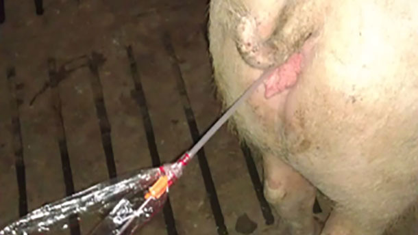 Optimisation de l'insémination post-cervicale dans l'espèce porcine: points critiques