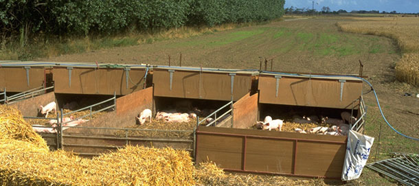 Nids en plein-air où sont logés les porcs du sevrage jusqu’à 9 semaines de vie.