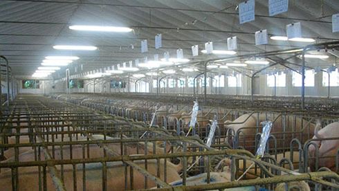 Ins&eacute;mination avec des ressorts