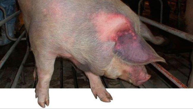 Porc non exposé infecté par voie naturelle avec le virus SDRP de type 1 qui présente une cyanose sur les oreilles