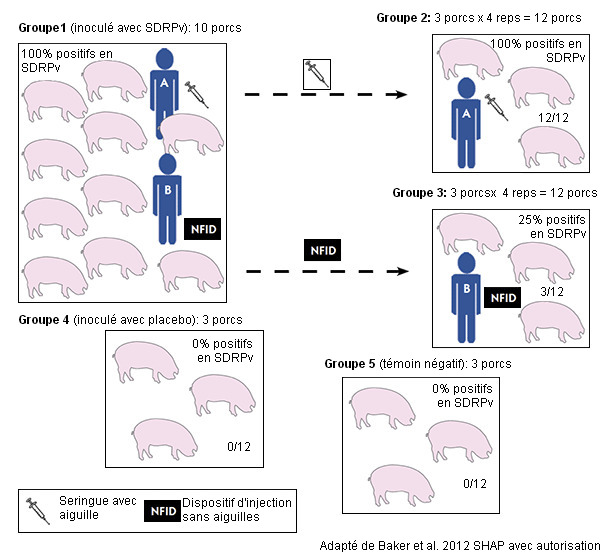 Diseño experimental para evaluar la capacidad de un dispositivo de inyección sin aguja (NFID) para prevenir la transmisión hematógena del virus del síndrome reproductivo y porcino (PRRSv)