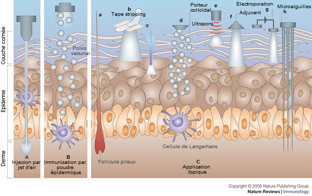 Immunisation par voie cutanée