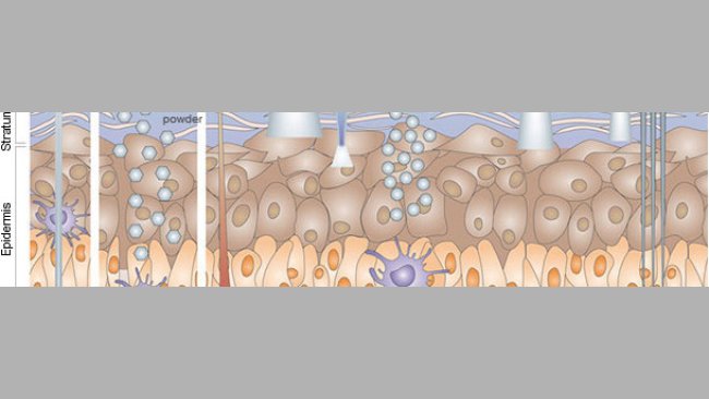 Immunisation par voie cutanée