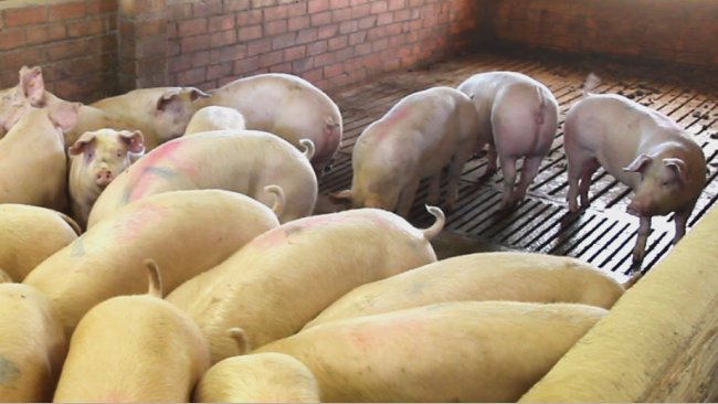 Truies de remplacement