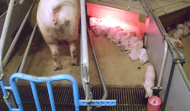 Donner du lait artificiel aux porcelets dès les premiers jours de vie est l'une des possibilités pour gérer la prolificité. Dans ces systèmes, l'hygiène de tout le processus est primordial pour éviter des pathologies digestives.