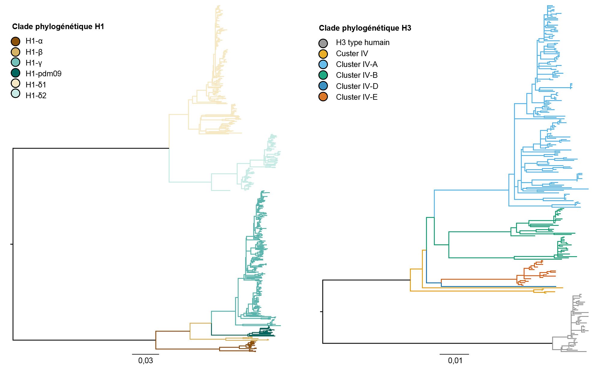 Arbre phylogénétique décrivant les relations génétiques entre des séquences de l'hémagglutinine de l'influenza A porcine H1 et H3 de 2015 générées à partir de méthodes de vraisemblance maximale