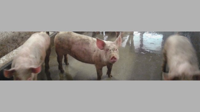 Porcs en engraissement avec case sale