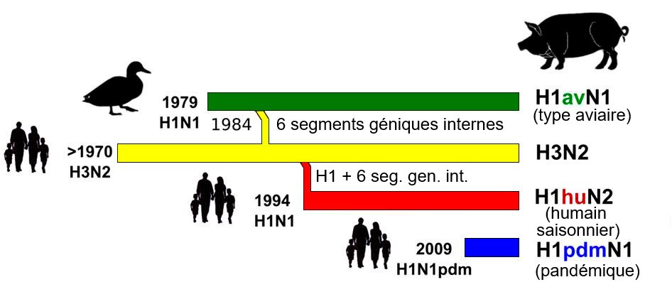 <p>Figure 1. Histoire et origine des virus d'influenza porcine type A (IA) qui circulent actuellement en&nbsp;Europe. Veuillez noter qu'aucun de ces virus IA n'a leur origine dans le porc.</p>
