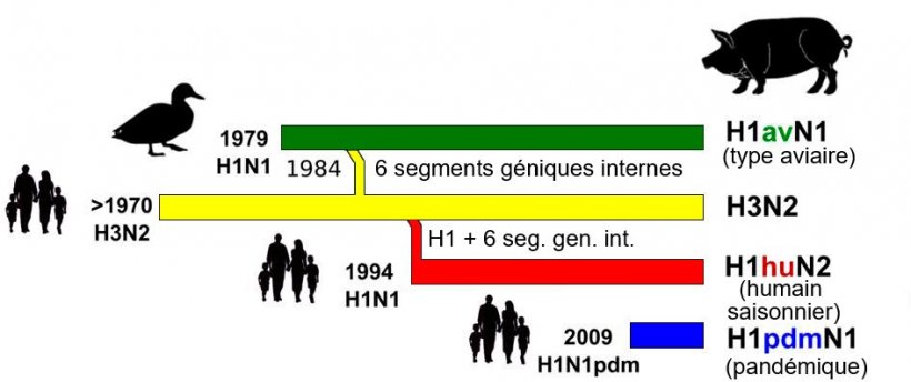 Figure 1. Histoire et origine des virus d&#39;influenza porcine type A (IA) qui circulent actuellement en&nbsp;Europe. Veuillez noter qu&#39;aucun de ces virus IA n&#39;a leur origine dans le porc.
