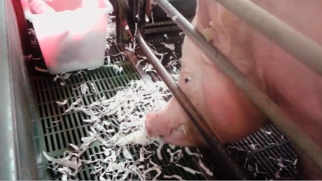 La Salle De Mises-Bas Idéale: Nombre De Places, Taille De Salle...etc -  Articles - 3Trois3, Le Site De La Filière Porc