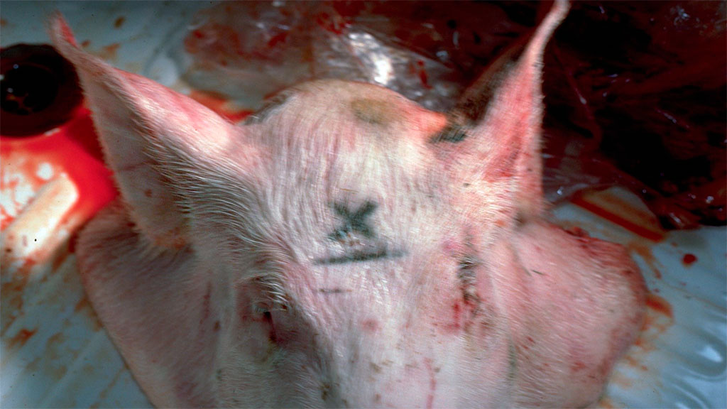 <p>Figure 1. Le X marque le point, bien que chez des animaux adultes il vaut mieux s'éloigner d'1cm de la ligne médiane.</p>